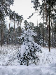 Winter forest. Winter forest road. Snowy road. Winter landscape.