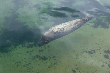 Fototapeta premium sea lion swimming underwater in the ocean