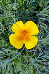 California Poppy (Eschscholtzia californica) in garden