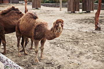 Camels at a zoo