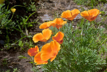 California Poppy (Eschscholtzia californica) in garden