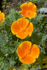 California Poppy (Eschscholtzia californica) in garden