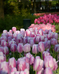 Row of tulips