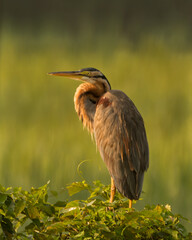 Purple Heron at rest