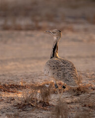 Houbara Bustard