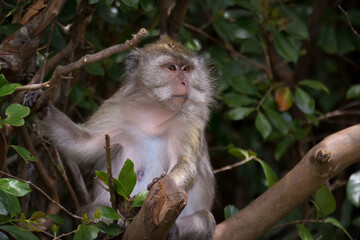 Female Long-tailed Macaque