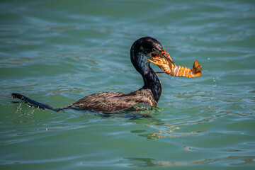 A juvenile pied shag, or pied cormorant, struggles to swallow a spiny lobster