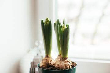 Green Hyacinthe buds sprouting out of the ground in early spring, end of winter before showing any sign of flowers close by.