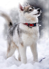 gray funny funny siberian husky puppy 4 months old in the snow 