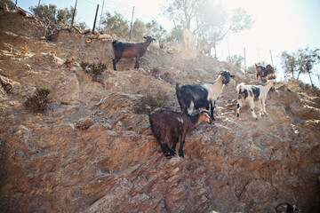 Goats at a mountain
