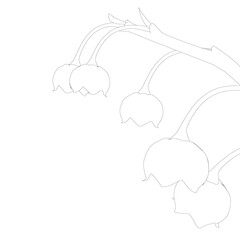 Background with contour lilies of the valley isolated on white background. Vector illustration