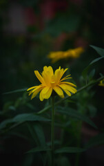yellow flower