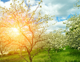 Obraz na płótnie Canvas Blooming apple orchard in early spring on a sunny morning.