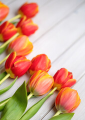 Holiday spring background. Colorful tulip flowers on white wooden backdrop. Greeting card with copy space for Valentine's Day, Woman's Day and Mother's Day.