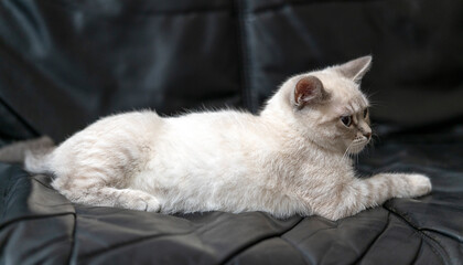 Gray british shorthair cat lies on a sofa