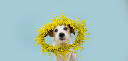 Dog spring. Funny happy jack russell standing hind two legs. Isolated on blue colored background. Happy easter concept.
