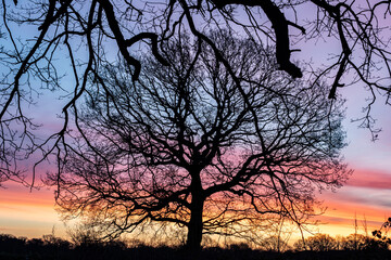 Leave-less tree in a colourful sunrise landscape. Horizontal background. Hollow Pond, Leytonstone, London.