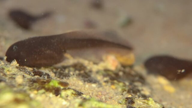 tadpole on a rock