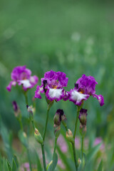 Beautiful pink iris flowers grow in the garden.