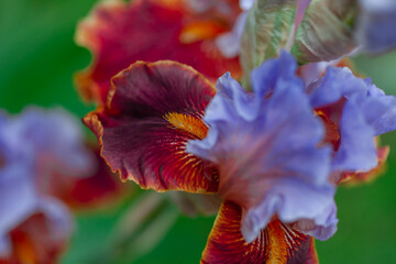 Fototapeta premium Beautiful orange iris flowers grow in the garden.