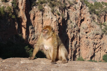 Ape in Ouzoud 