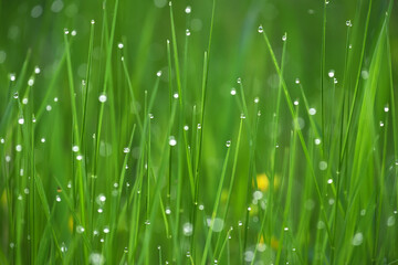 Fototapeta na wymiar Green spring fresh grass in dew drops. very soft selective focus.
