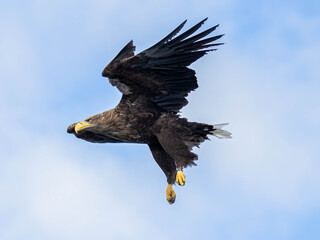 White Tailed Eagle (Haliaeetus albicilla) in flight over a loch in search for prey