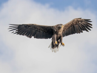 White Tailed Eagle (Haliaeetus albicilla) in flight over a loch in search for prey