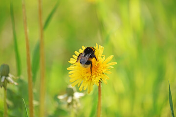 bumblebee gathers pollen on yellow dandelion flower on green spring summer meadow. Delicate photo with selective soft focus.