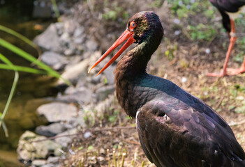 Close up Black Stork -Ciconia Nigra, with red long beak. Black bird with long red bill. Morning light.