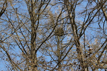pine trees in spring with a crow's nest on a blue sky background