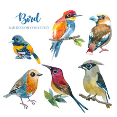 Exotic colorful bird watercolor collection set (6 birds). 