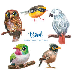 Exotic colorful bird watercolor collection set (5 birds). 
