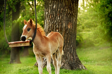 A small foal on a green meadow near a simple swing on a tree.