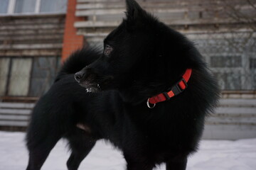 black dog stands in the snow and looks into the distance