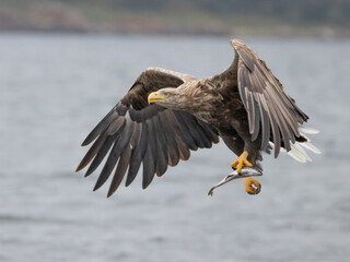 White Tailed Eagle (Haliaeetus albicilla) in flight over a loch in search for prey