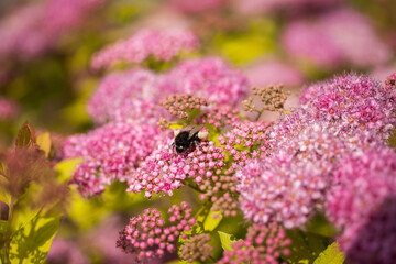 bee on flower