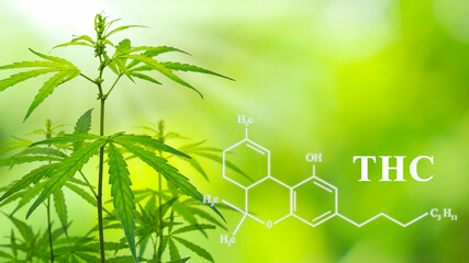 Cannabis Wallpaper. Chemical formula Tetrahydrocannabinol (THC) develops premium cannabis and cannabis products for medical purposes.