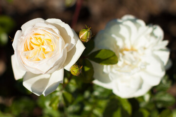 blooming white rose flower buds in the garden