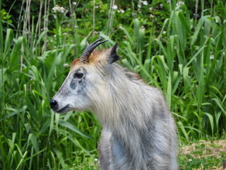 Fototapeta premium 二ホンカモシカ・６月・秋田市