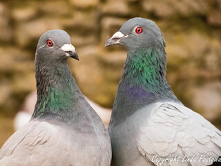 Two pigeons,  cute pose with heart shape formed by the neck and beaks . Golden eyes, green neck feathers. Romantic couple of birds. Nature shot, wildlife in the garden.n