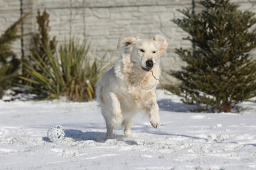 running golden retriever in snow