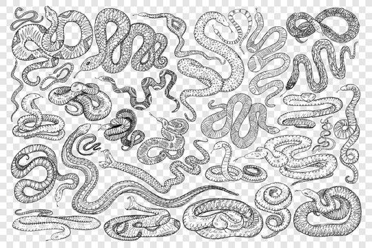 Various dangerous snakes doodle set. Collection of hand drawn wild snakes cobra python wriggling on ground ready to bite isolated on transparent background