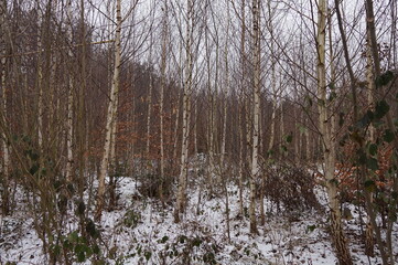 Winterspaziergang um Seeham