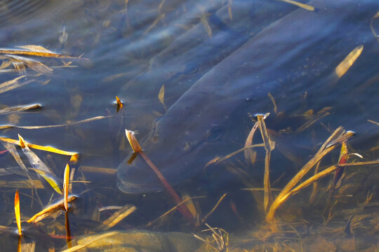 Two Pike Near Shore. The Spawning Of Pike