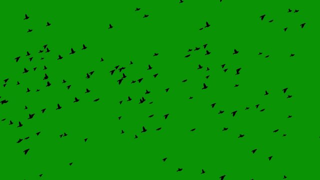 Flying birds motion graphics with green screen background