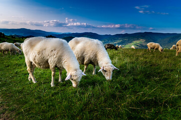 Spacer po Małych Pieninach. © Mariusz Szymanek