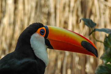 toucan in the park