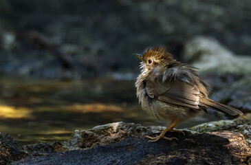 Puff-throated babbler or spotted babbler ruffling its feathers to shake out the extra water and fluffs them up to dry in the air , Thailand