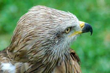 golden eagle portrait
